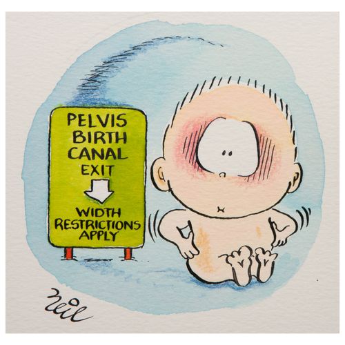 Pelvis birth canal exit: Width restrictions apply.