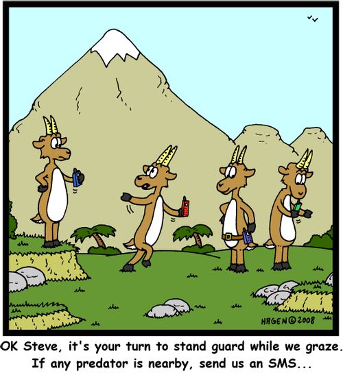 'OK Steve, it's your turn to stand guard while we graze. If any predator is nearby, send us an SMS...'