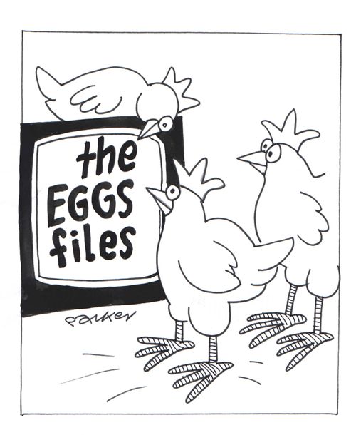 Chickens watching 'The Eggs Files'.