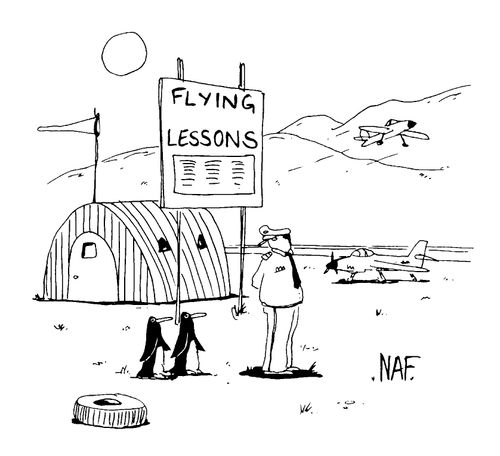 Penguins going for flying lessons