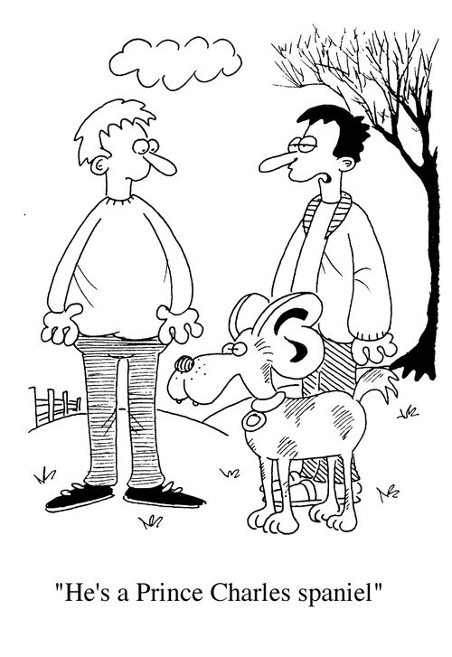 "He's a Prince Charles Spaniel."