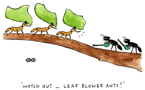 "Watch out - leaf blower ants!"