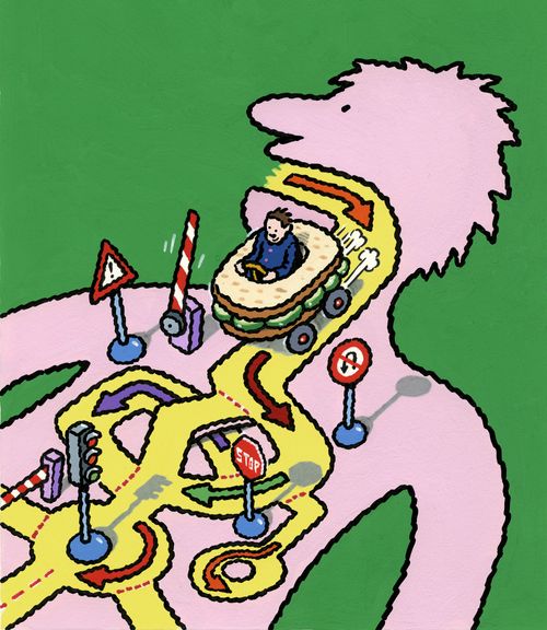 Journey of a sandwich through the digestive system.