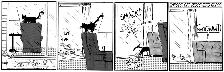 Indoor cat discovers glass.