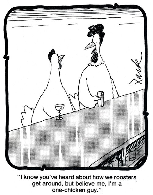 'I know you've heard about how we roosters get around, but believe me, I'm a one-chicken guy.'