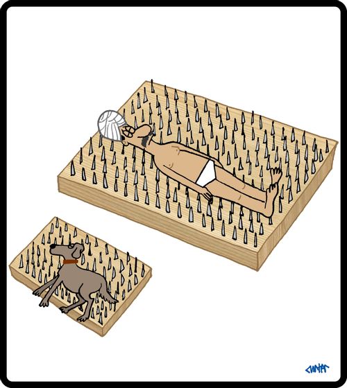 Dog nail bed.