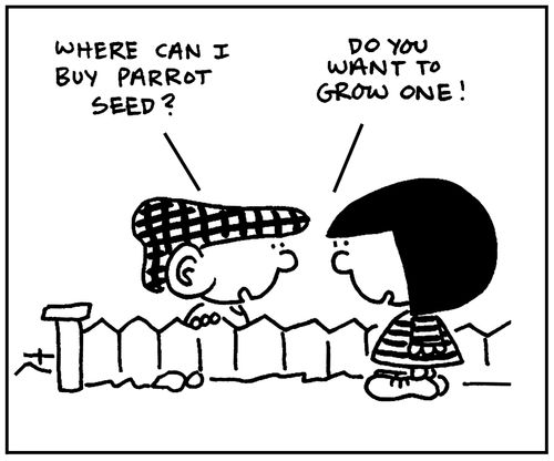 'Where can I buy parrot seed?'