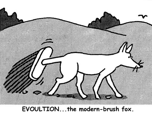 Evolution...the modern-brush fox.