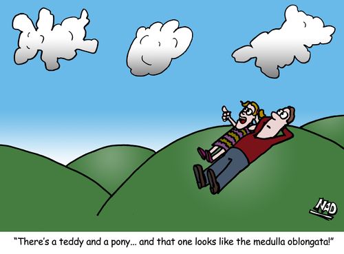 'There's a teddy and a pony... and that one looks like medulla oblongata!' 