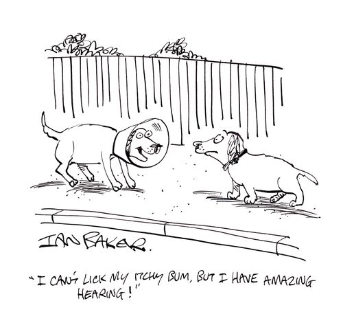 'I can't lick my itchy bum, but I have amazing hearing!'