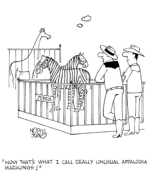 'Now that's what I call really unusual appaloosa markings!'
