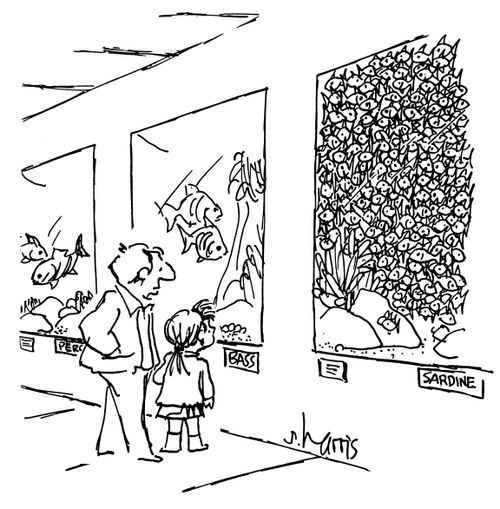 Fish tank filled with sardines.
