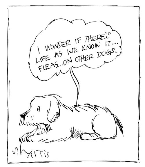'I wonder if there's life as we know it...fleas...on other dogs.'
