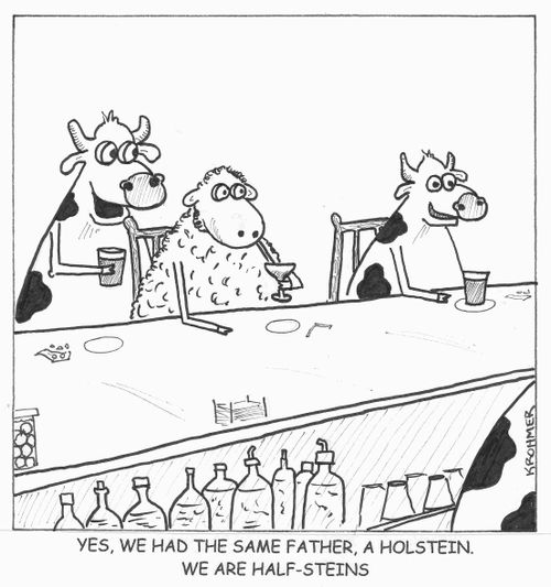 "Yes, we had the same father, a holstein. We are half-steins."