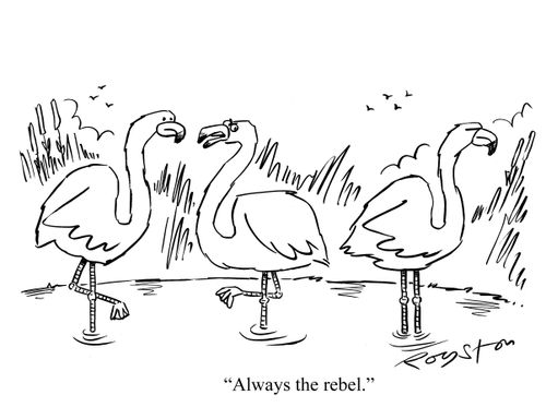 Flamingo looks at fellow flamingo who is standing on two legs and says: 'Always the rebel.'
