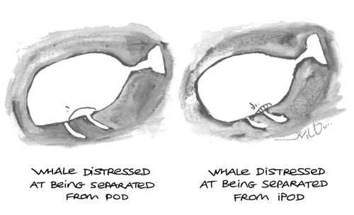 Whales being separated from their pod and their iPod.