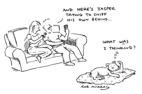 A dog is embarrassed by his actions when recorded on his owner's mobile phone.