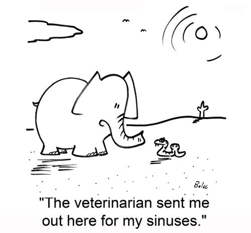 'The veterinarian sent me out here for my sinuses.'