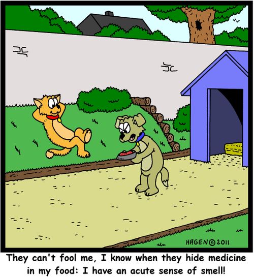'They can't fool me, I know when they hide medicine in my food: I have an acute sense of smell!'