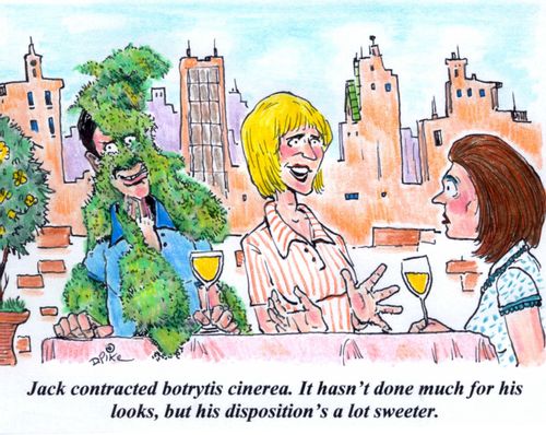 'Jack contracted botrytis cinerea. It hasn't done much for his looks, but his disposition's a lot sweeter.'