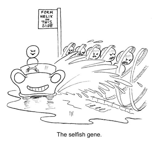 The Selfish Gene