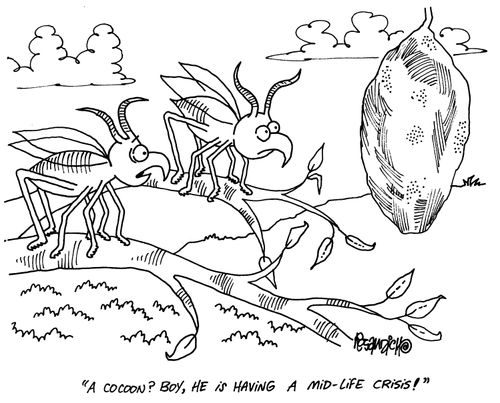'A cocoon? Boy, he is having a mid-life crisis!' 