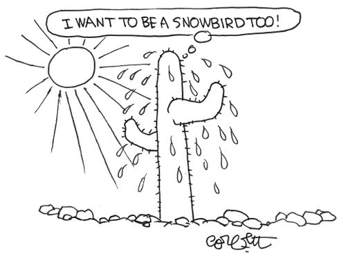 Cactus in hot sun: 'I want to be a snowbird too!'