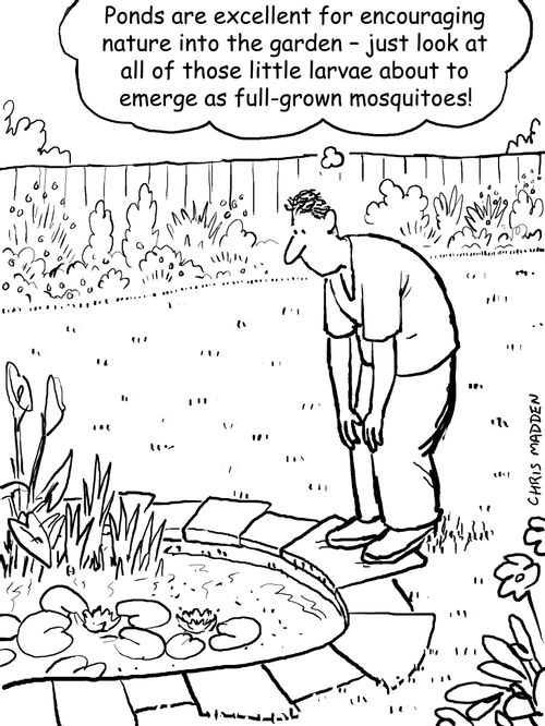 Garden pond: mosquito breeding ground