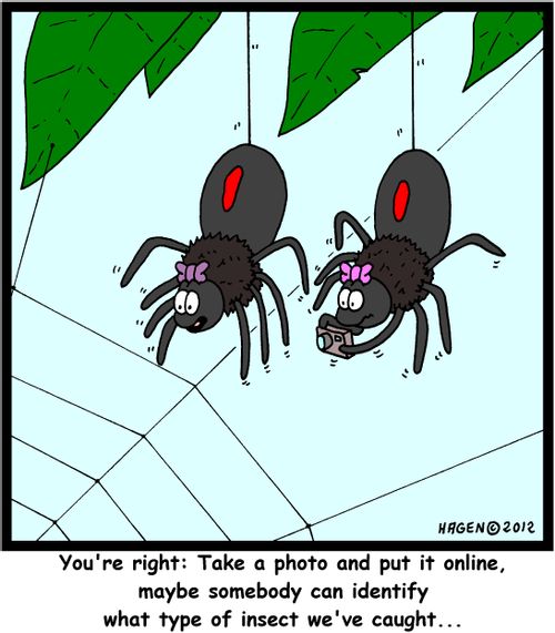 'You're right: Take a photo and put it online, maybe somebody can identify what type of insect we've caught...'