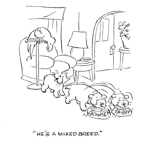 'He's a mixed breed.'