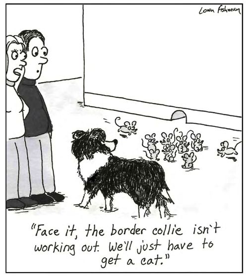 'Face it, the border collie isn't working out. We'll just have to get a cat.'