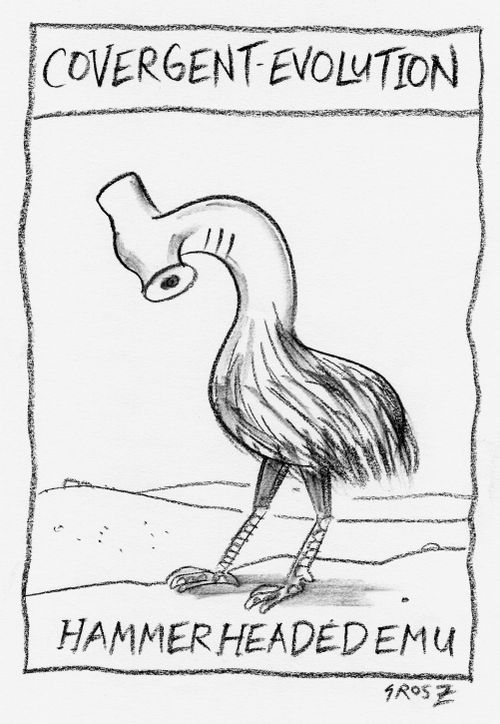 'Convergent evolution: Hammerheaded emu.'