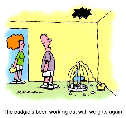'The budgie's been working out with weights again!'