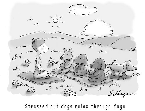 'Stressed out dogs relax through Yoga.'