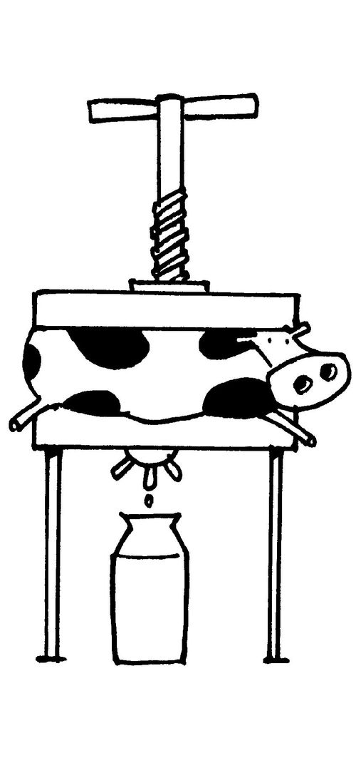 Cow being clamped for milk.