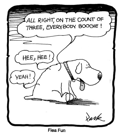 'All right, on the count of three, everybody boogie!'