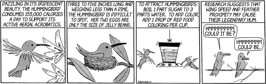 Humming Bird's Hum.
