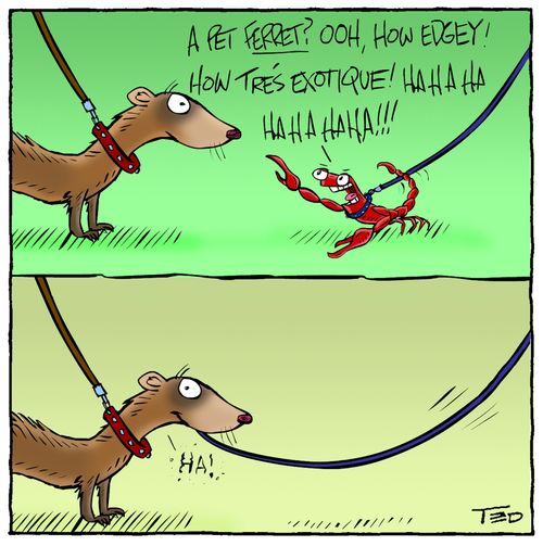 Exotic pets - Ferret versus Scorpion.