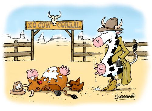 Cow duel.