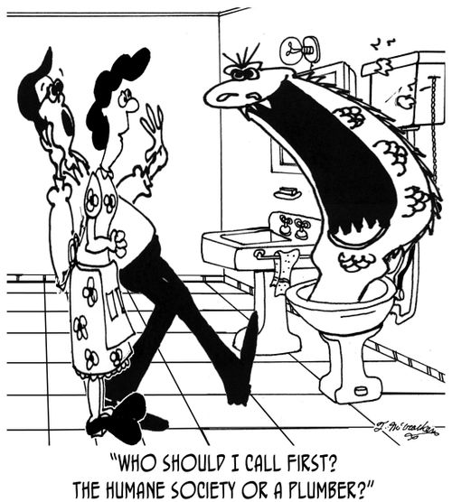 'Who should I call first? The Humane Society or a plumber?'