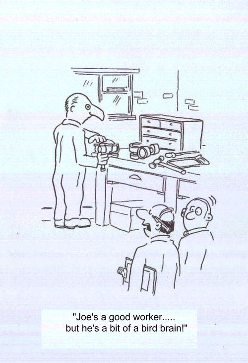 'Joe's a a good worker...but he's a bit of a bird brain!'