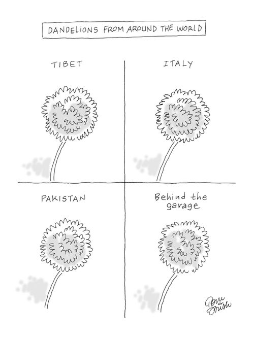 Dandelions from around the world.
