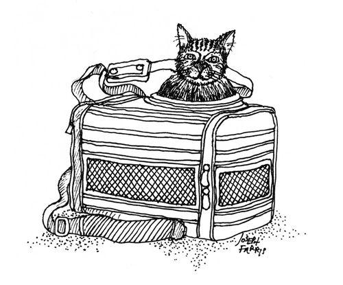 Cat in a Kit Bag.