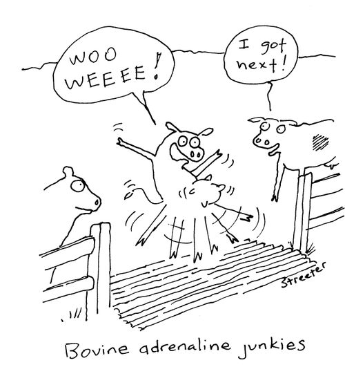 Bovine Adrenaline Junkies.