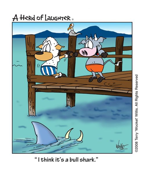 ' I think it's a bull shark.'