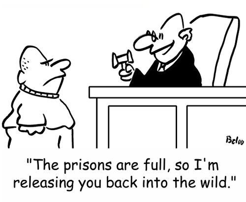 'The prisons are full, so I'm releasing you back into the wild.'