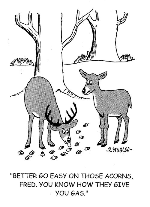 'Better go easy on those acorns, Fred. You know how they give you gas.'