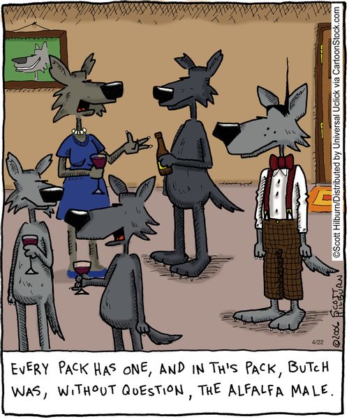 Every pack has one, and in this pack, Butch was, without question, the afalfa male.