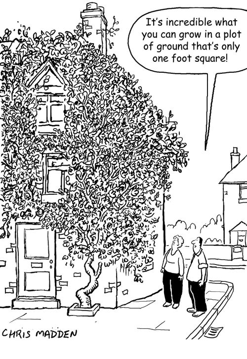 'It's incredible what you can grow in a plot of ground that's only one foot square!'