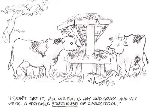 'I don't get it. All we eat is hay and grass, and yet we're a veritable storehouse of cholesterol.'